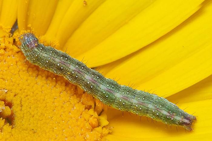 Bruco di Cucullia calendulae